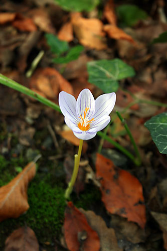 Dün sabah ormanda…